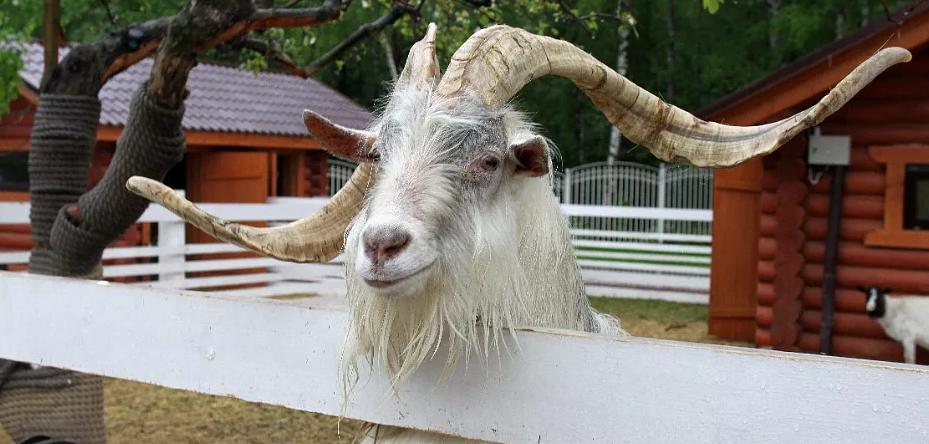 В гости в контактную деревню для младших школьников