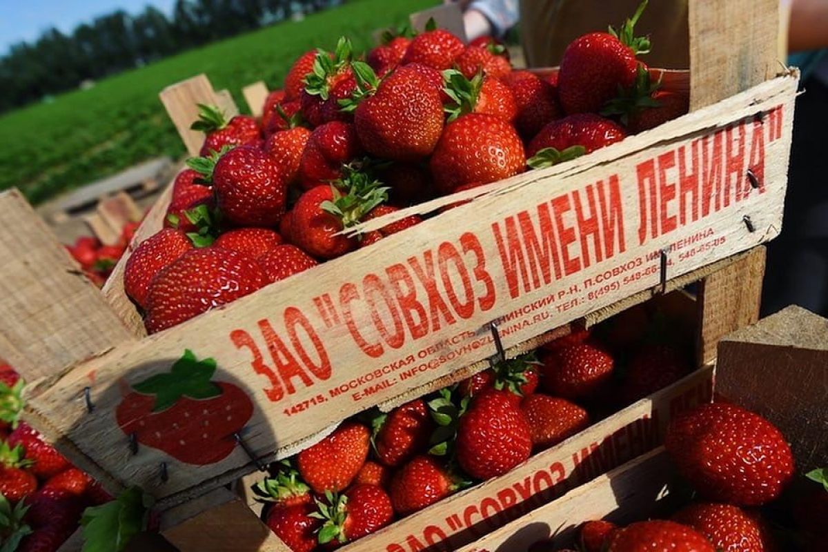 Экскурсионная программа в «Земляничный город» Совхоз им. Ленина